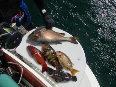 An afternoon's spearfishing catch
