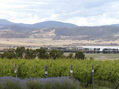 View from the Meadowbank winery