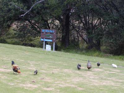 Chickens on the 8th tee at Tasmania Golf Club