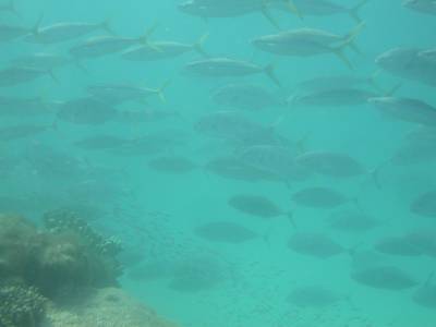 Large schools of fish are common - Black Reef - Sept 2004