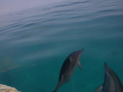 Dolphins play in the dinghy wake on our way to snorkel