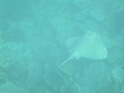 Spotted ray - Fitzroy Reef - Sept 2004