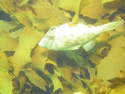Fish and Kelp at Poor Knight's Island	
