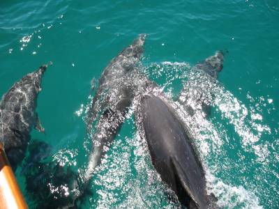 Dolphins on the bow in the Cavallis