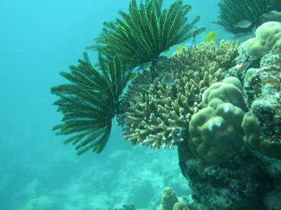 Hard and soft corals - New Caledonia - 2003