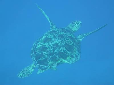 Turtle with a bite taken out of him - Vanuatu 2003