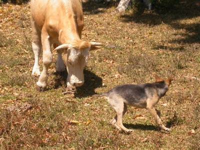 Whitey the dog is chased by a bull