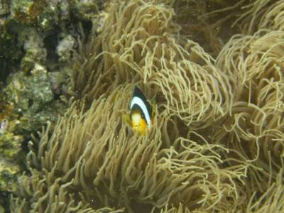 A clown anemone fish at Hideaway Island