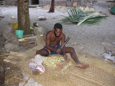 Chopping kava root