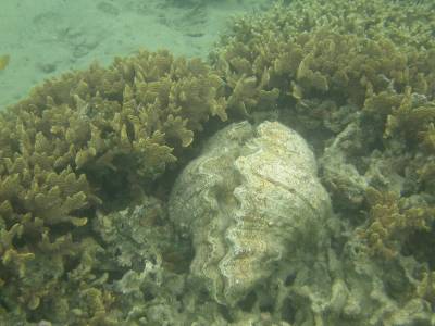A giant clam relaxes in his sanctuary