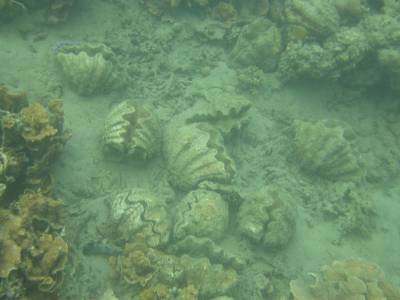 Some of the hundreds of clams at the sanctuary