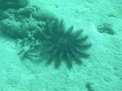 A Crown of Thorns starfish - destructive to the reefs