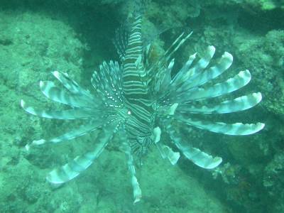 A lionfish struts his stuff at the deco stop
