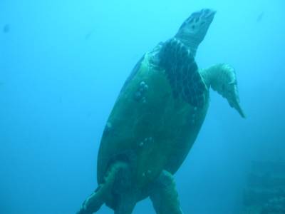 A turtle who lives near the wreck