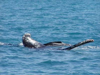 A mother whale nurses her calf