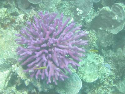 Purple hard coral at Fitzroy Reef - Oct 2004