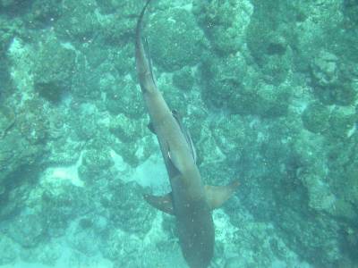 Snorkeling with the sharks at Lady Elliot