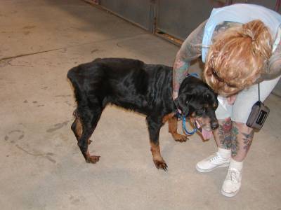 There were many kinds of dogs and many kinds of people