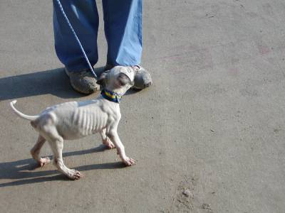 This puppy was rescued just in time