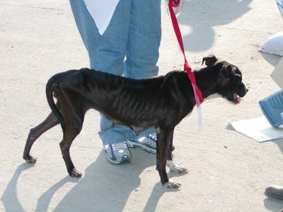 Some dogs are very thin but recovering