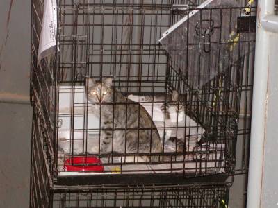 The cats were kept in a separate barn